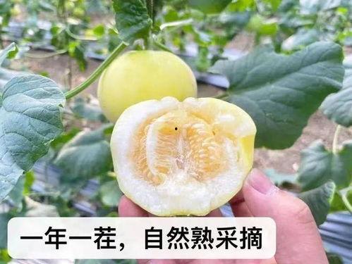 蜜蜂吃瓜娱乐,揭秘甜蜜背后的趣味世界